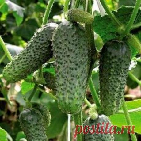 СМИ: ЕС отстранили от переговоров по Сирии в Вене