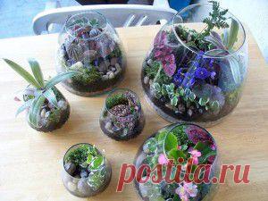 Сад в миниатюре - террариумы
