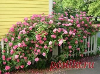 Бурбонские розы — предвестники современных сортов. Сорта, описание, особенности выращивания. Фото — Ботаничка.ru