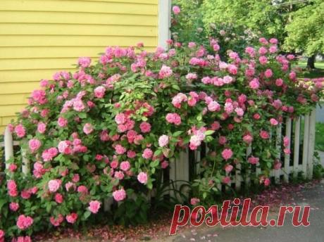 Бурбонские розы — предвестники современных сортов. Сорта, описание, особенности выращивания. Фото — Ботаничка.ru