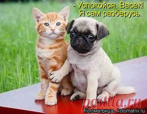 Котоматрица: Свежак