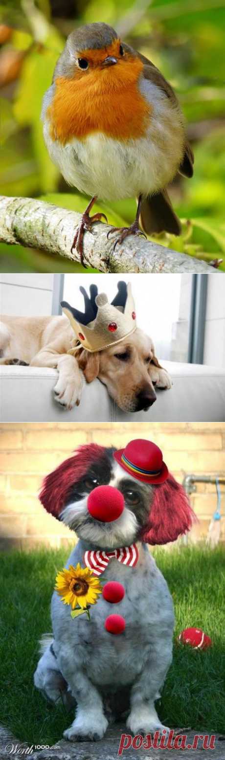 Эти забавные животные:).