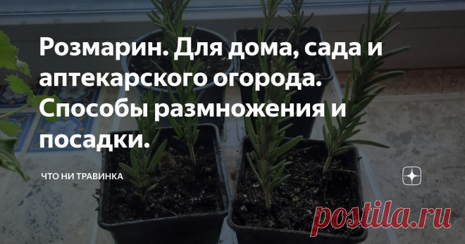 Розмарин. Для дома, сада и аптекарского огорода. Способы размножения и посадки. Статья автора «Что ни травинка» в Дзене ✍: Факты о розмарине Уход за розмарином относительно не сложен, об уходе, поливе, обрезке и заготовке розмарина я расскажу в следующих статьях, пока, если вы...