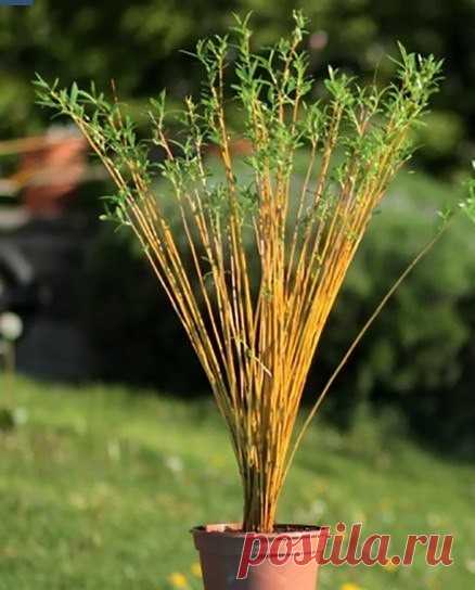 ТОЛЬКО ВЗГЛЯНИТЕ НА ЭТО! ОН НАРЕЗАЛ ПАЛОЧКИ ИЗ ВЕРБЫ И ПОДОЖДАЛ, ПОКА ОНИ УКОРЕНЯТСЯ, А ЗАТЕМ СДЕЛАЛ ЧУДО