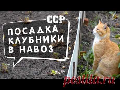 ПОСАДКА КЛУБНИКИ В НАВОЗ под зиму. Укрытие опадом (листьями). ССР - советы, секреты, рекомендации. - YouTube