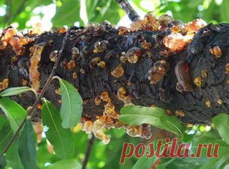 Как лечить камедетечение у деревьев: яблони, сливы, вишни, персика, черешни и абрикоса