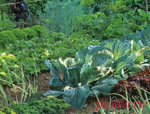 ПОДКОРМКИ ДЛЯ ОГОРОДА!
Сохраните, чтобы не потерять!
Любой садовод знает: чтобы получить хороший урожай, растения нужно вдоволь кормить. Но чем?

Многие считают, что самая лучшая подкормка – это коровяк. Мол, это – природное удобрение, а значит, в нем есть все, что нужно растениям. 
Но это утверждение справедливо лишь отчасти. В коровяке много азота, а вот других элементов питания нет. Как исправить этот дисбаланс? 
Конечно же, с помощью минеральных удобрений. Подкормки «м...