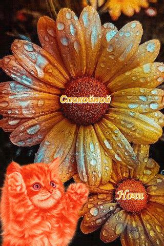 Спокойной  ночи