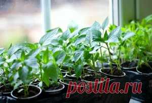 Когда сажать перец на рассаду в 2016 году по лунному календарю?