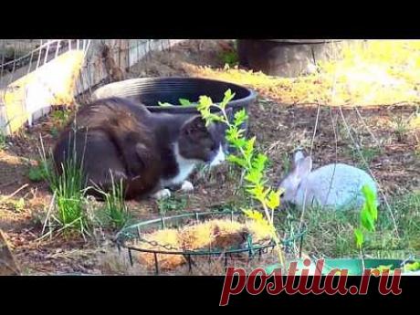 Крольчонок играет с котом... или наоборот | ВИДЕОСМАК