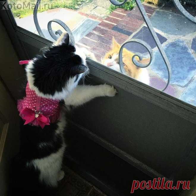 Соня, выходи гулять!