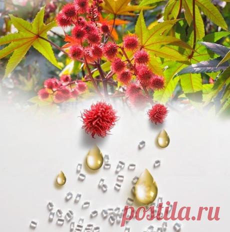 Касторовое масло — естественная защита от болезней