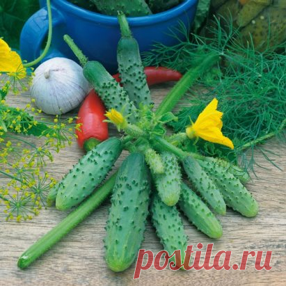 13 ФАКТОВ ОБ ОГУРЦЕ
► Наибольшей лежкостью отличаются партенокарпические (бессемянные) плоды.
► Огурцы — культура теплолюбивая. Семена прорастают при температуре почвы 13 - 15'С. 
► Оптимальная температура для прорастания семян 25'С. 
► При температуре воздуха 10'С рост растений прекращается, при 6 С листья желтеют. 
► Всходы и взрослые растения заморозков не переносят. 
► При температуре выше 40'С рост также прекращается.
► Огурцы — самые влаголюбивые из всех овощных культур. Они переста