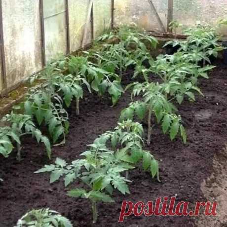 Какие удобрения томатам необходимы для полноценного роста.
#Секреты_Дачного_хозяйства
 Азот – наращивание вегетативной массы (стеблей, листьев);

 фосфор – развитие корневой системы, ускорение цветения и созревания плодов, устойчивость к неблагоприятным условиям;

 калий – образование завязей, яркий окрас плодов, выраженный вкус, товарный вид, а также - лежкость и устойчивость к болезням

 бор – урожайность, образование завязей


Помните:
Если листья стали желтеть, томатам...