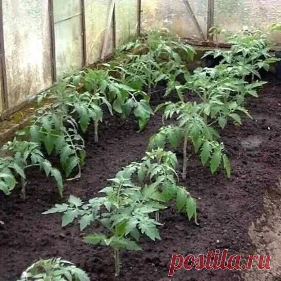 Какие удобрения томатам необходимы для полноценного роста.
#Секреты_Дачного_хозяйства
 Азот – наращивание вегетативной массы (стеблей, листьев);

 фосфор – развитие корневой системы, ускорение цветения и созревания плодов, устойчивость к неблагоприятным условиям;

 калий – образование завязей, яркий окрас плодов, выраженный вкус, товарный вид, а также - лежкость и устойчивость к болезням

 бор – урожайность, образование завязей


Помните:
Если листья стали желтеть, томатам...