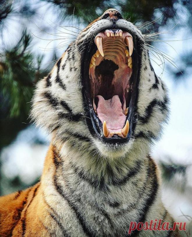Фотографии «поющих» львов, носорогов и потрясающего тигра
