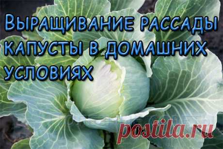 Выращивание рассады капусты в домашних условиях