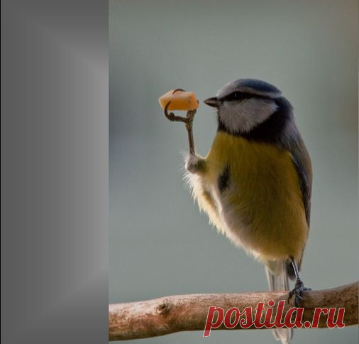Посмотрим