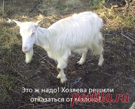 Почему я перестала пить молоко?