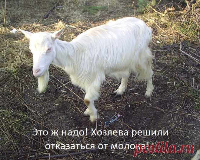 Почему я перестала пить молоко?