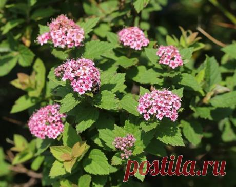 Спирея японская (Spiraea japonica): описание, посадка и уход, сорта