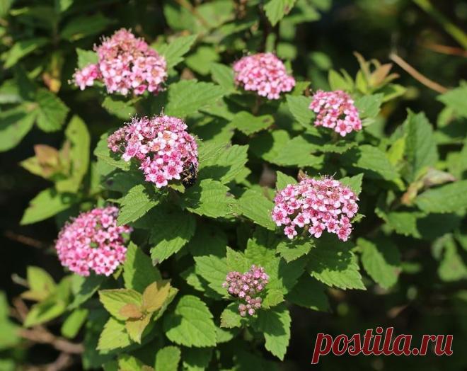 Спирея японская (Spiraea japonica): описание, посадка и уход, сорта