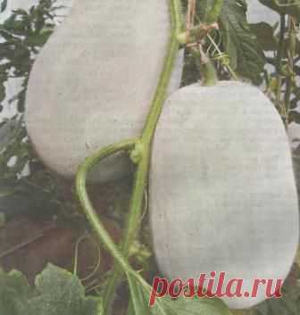 Бенинказа – тыквенная чудо культура - Сады Сибири