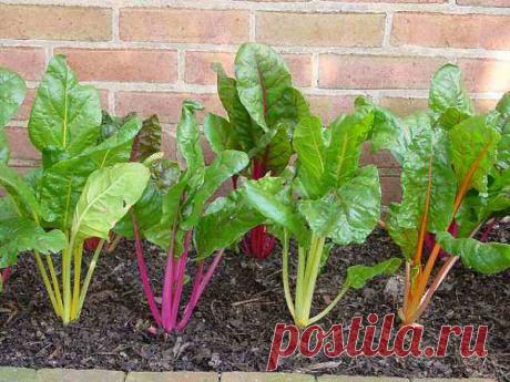 Выращивание вкусного и сочного мангольда