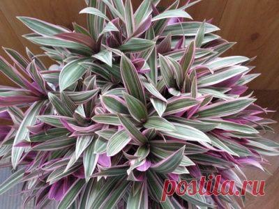 Размножение Рео