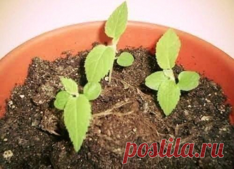 Сейчас лучшее время для посева киви! Как вырастить фрукт дома и на даче