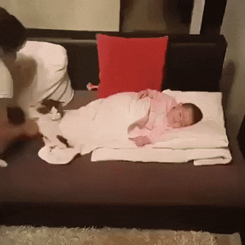 Animal Gifs - Google+