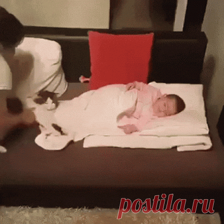 Animal Gifs - Google+