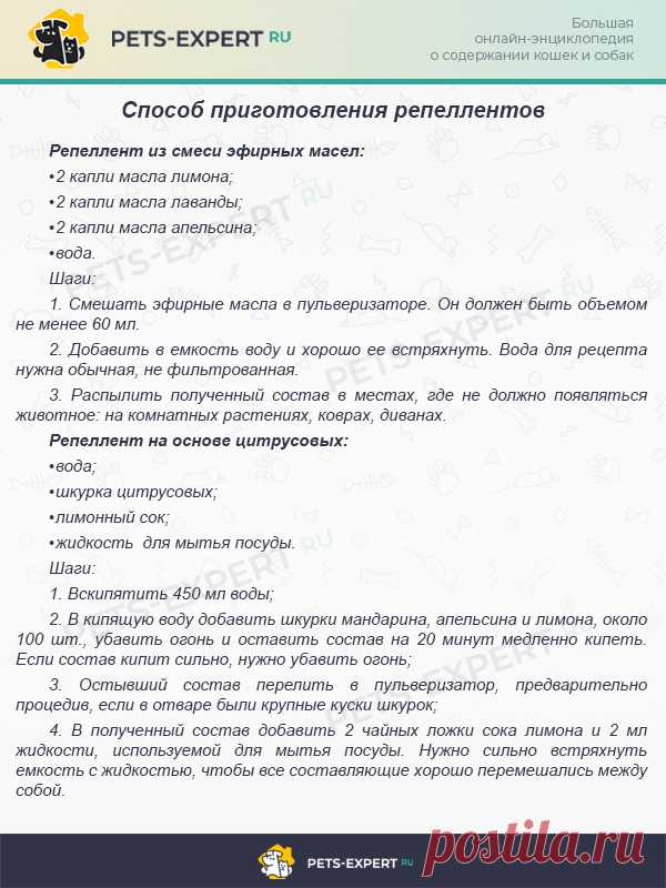 Какой запах не любят кошки: подбираем отпугивающие запахи