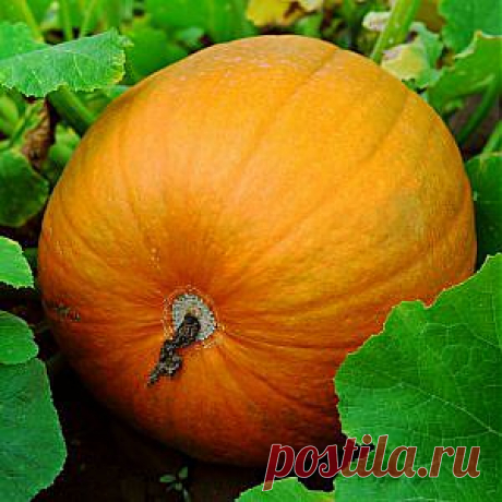 Усадьба | Огородник : Как вырастить крупную тыкву?