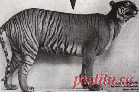 Вымерший подвид

9 Яванский тигр (Panthera tigris sondaica)