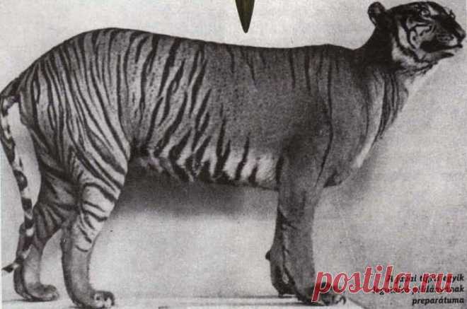 Вымерший подвид

9 Яванский тигр (Panthera tigris sondaica)
