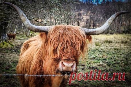 Животные, которые выглядят, как рокеры:Природа и животные