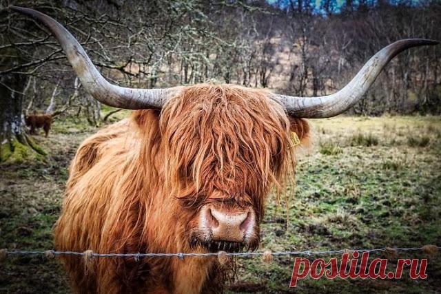 Животные, которые выглядят, как рокеры:Природа и животные