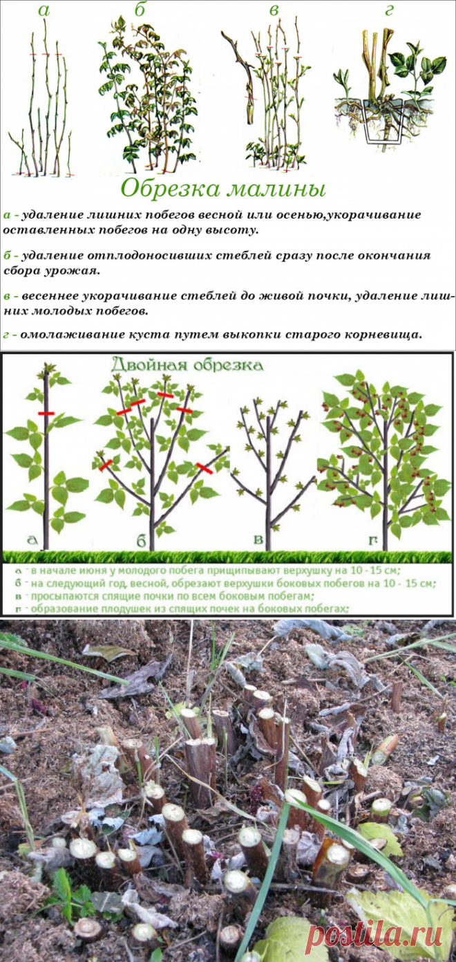 Обрезка малины когда и как правильно ее делать | Цветовод-Консалтинг