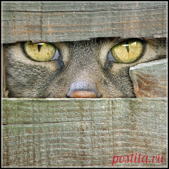 Hypnosis!! | Flickr - Photo Sharing!