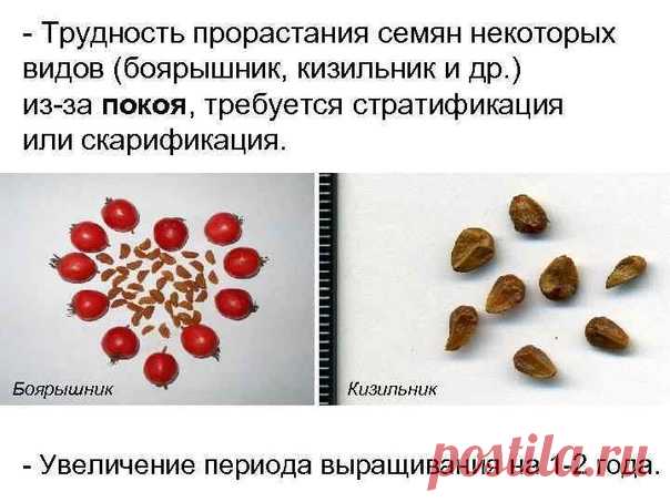 СКАРИФИКАЦИЯ СЕМЯН С ПОМОЩЬЮ КИСЛОТЫ (ХИМИЧЕСКАЯ СКАРИФИКАЦИЯ)

Химическая скарификация семян заключается в обработке семян при помощи концентрированной кислоты. Некоторые семена (например, боярышник, шиповник) способны прорасти только после воздействия на них пищеварительных соков птиц. В домашних условиях химическая скарификация проводится с помощью 3% раствора серной или соляной кислоты. Этот способ опасен и требует соблюдение техники безопасности: не забывайте о защите...