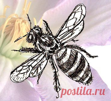 Как нарисовать пчелу поэтапно
