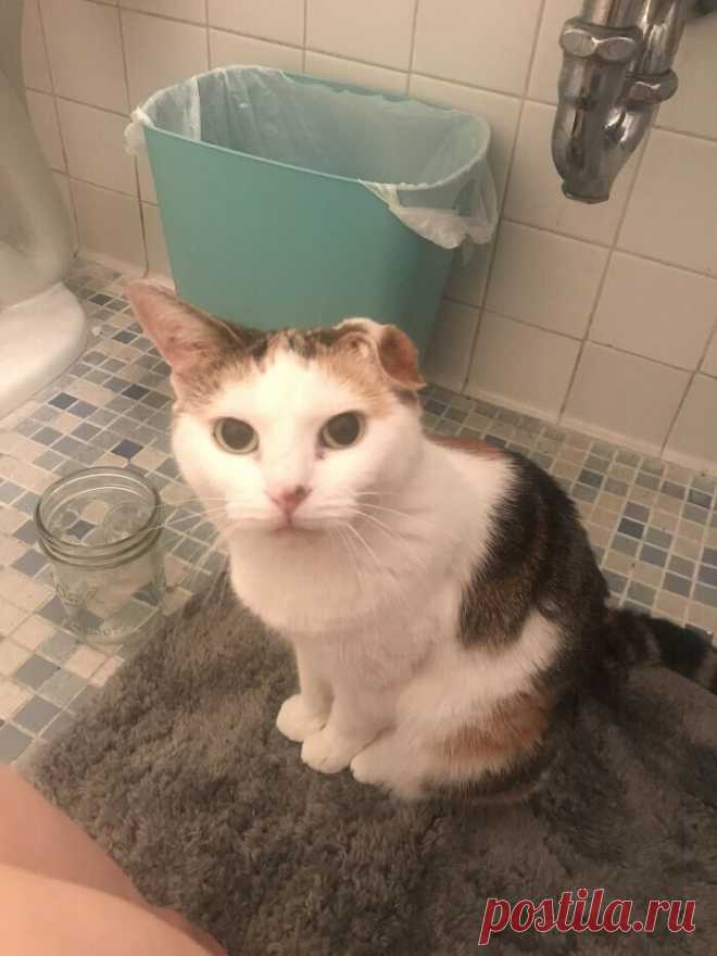 Коты, которые слышать ничего не хотели о вашем личном пространстве