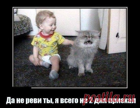 Одноклассники