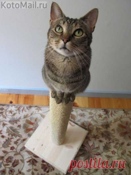 Сообразительности мне не занимать