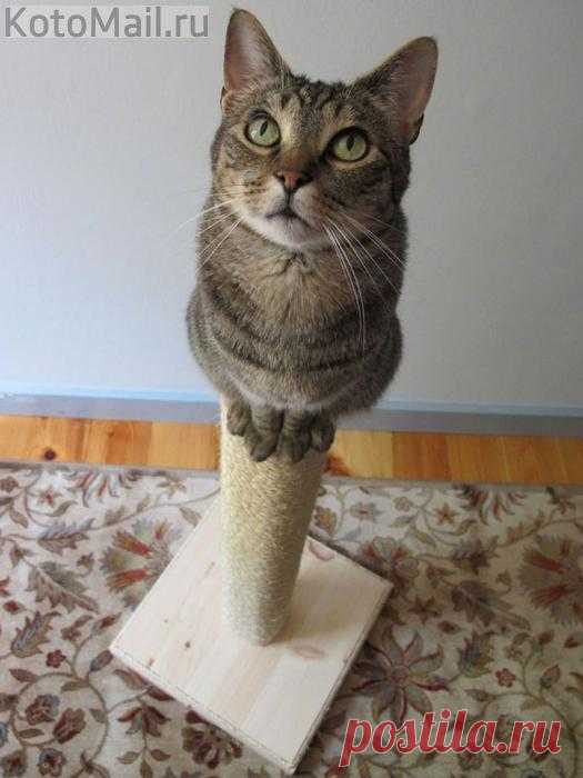 Сообразительности мне не занимать