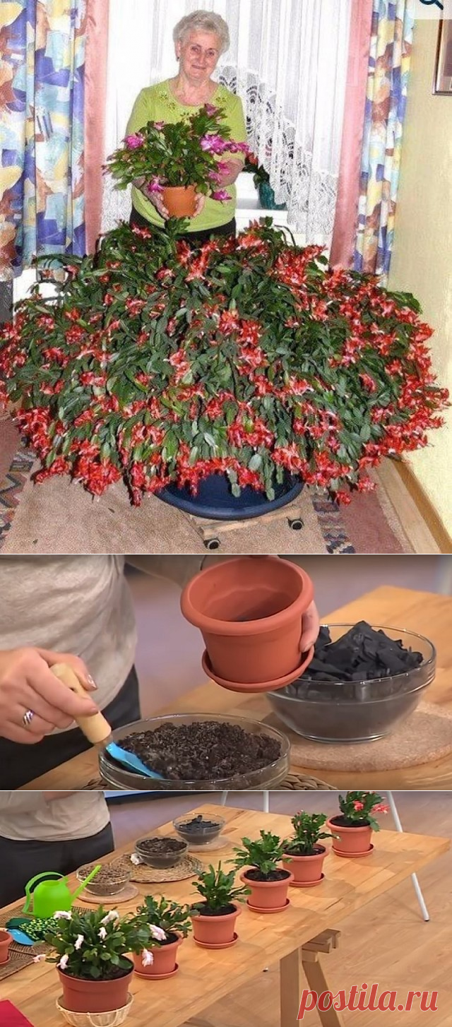 После того как сделала это, мой декабрист начал пышно цвести! Делюсь секретом. | Простые советы