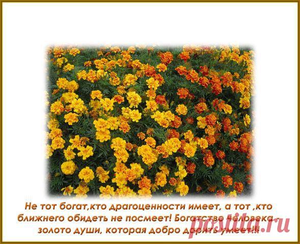 Фразы,Высказывания,Стихи,Цитаты,Видео,Картинки.
ЛЮДМИЛА БУЛЫК