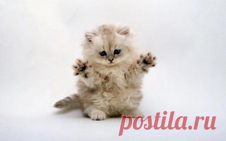 релакс смысл слова: 7 тыс изображений найдено в Яндекс.Картинках