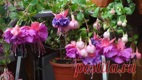 фуксия Cecile, Whitefield, США, 1981 г. Обильноцветущий сорт. Чашелистики темно-розовые, юбочка вначале цветения сине-фиолетовая, затем меняет свой цвет на лавандово -сиреневый.Цветы махровые, крупные. Фотографии моих растений. Ленинградская область. Синявино.